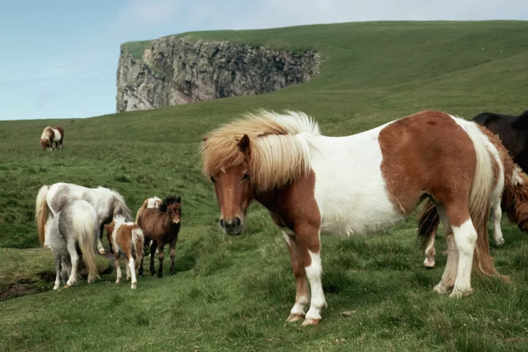 這么小的馬竟然也要上班？！不能等它長(zhǎng)大嗎？