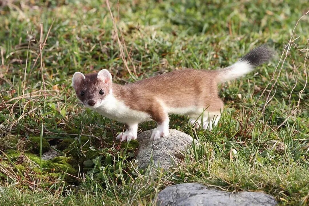 冬奧吉祥物，看著怎么不像親姐弟？