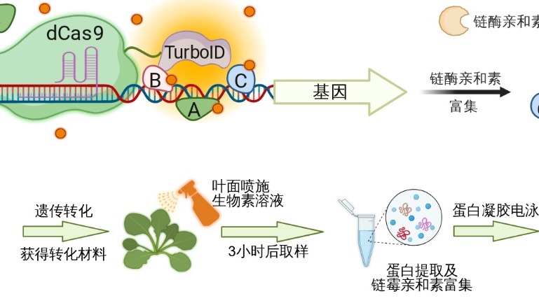 植物基因研究新突破：新型工具鎖定“閃現(xiàn)”調(diào)控因子
