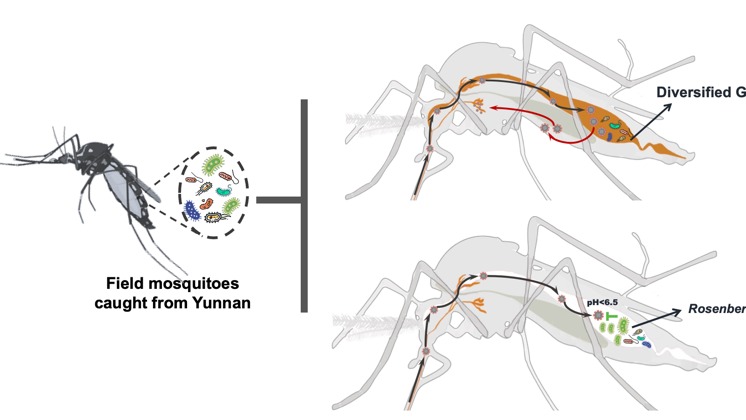蚊子帶毒不發(fā)??？清華團(tuán)隊(duì)找到細(xì)胞外囊泡的關(guān)鍵作用