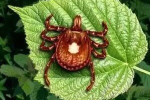 他身體健康，吃了個漢堡，幾個小時后死了