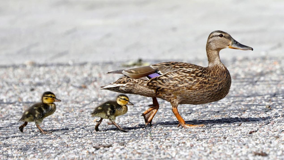 街頭的小鴨子，為何將少年認作媽媽？