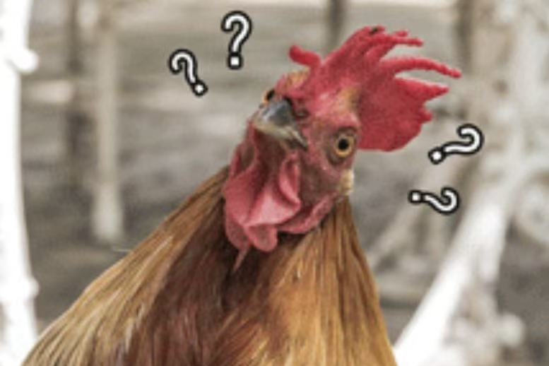 原來，有些公雞可能真的會下蛋