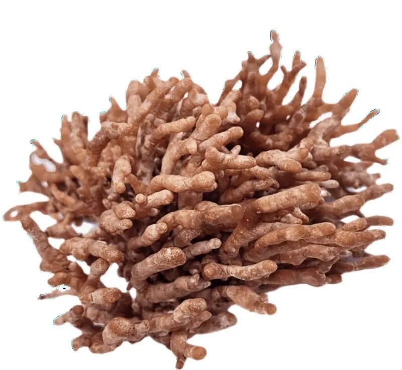 當(dāng)蘑菇開始搞藝術(shù)，真菌學(xué)家都沉默了