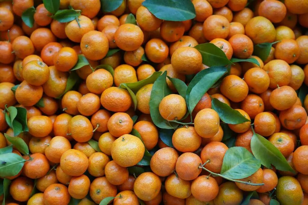 沙糖桔上市，不少人“按箱猛炫”！挑選方法拿走不謝